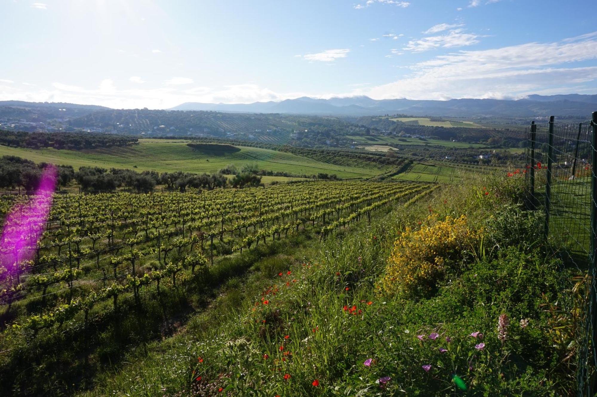 Bodegas Morosanto Apartment La Cimada Екстериор снимка